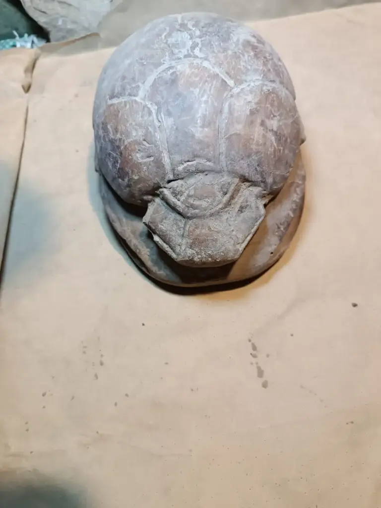 Big Scarab (Carved hamrstone)